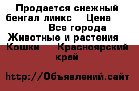 Продается снежный бенгал(линкс) › Цена ­ 25 000 - Все города Животные и растения » Кошки   . Красноярский край